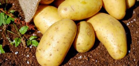 فوائد وأضرار البطاطا - موضوع